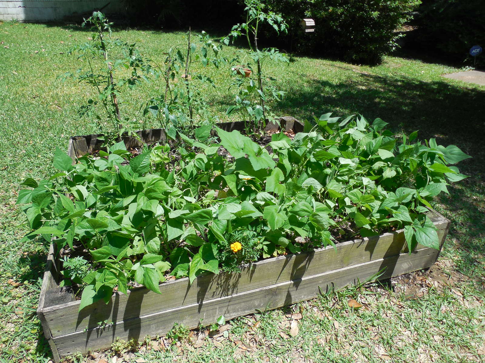 Florida Raised Bed Gardening Harvest! Coffee to Compost