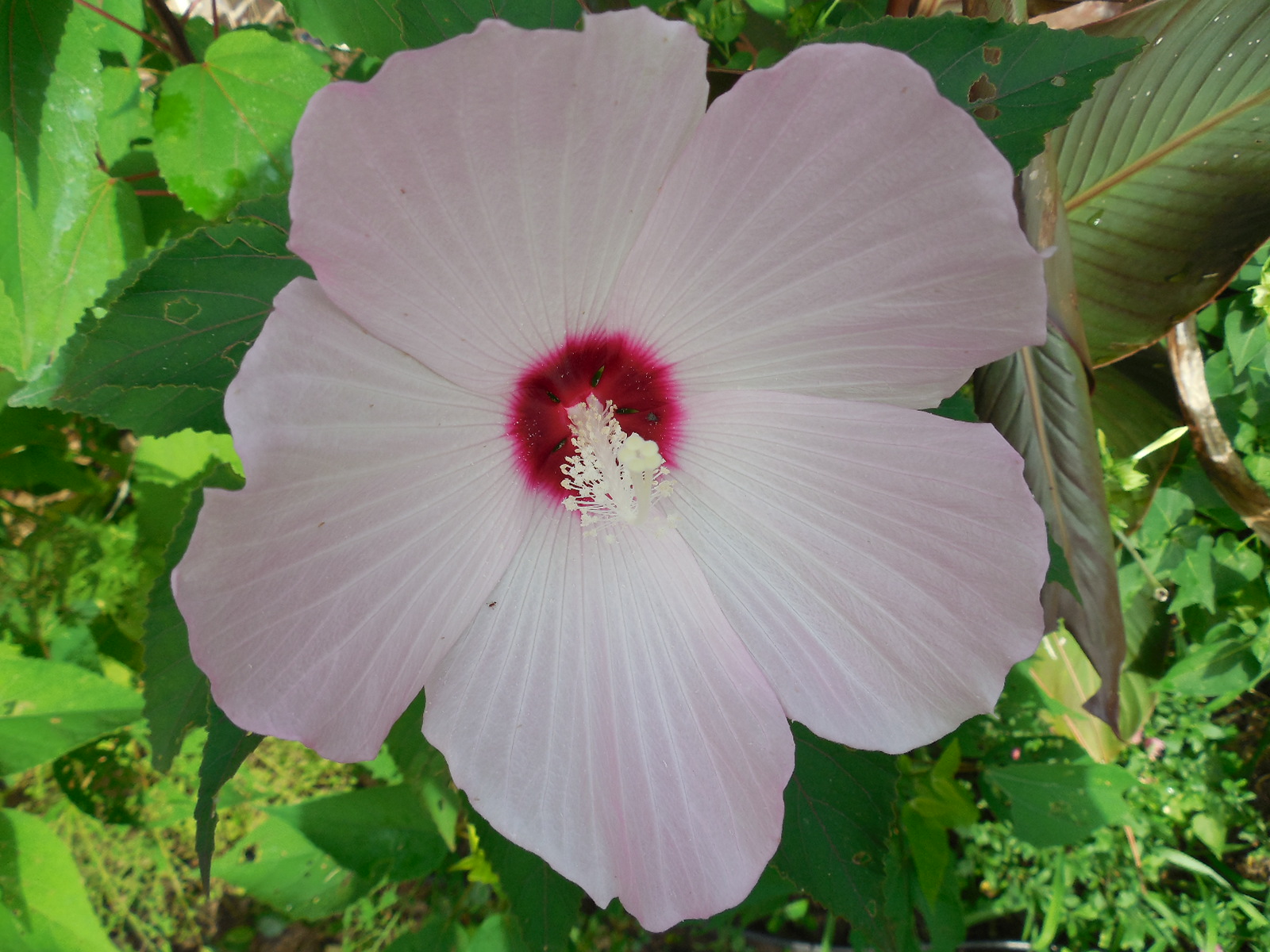 How To Save Dinner Plate Hibiscus Seeds Coffee to Compost