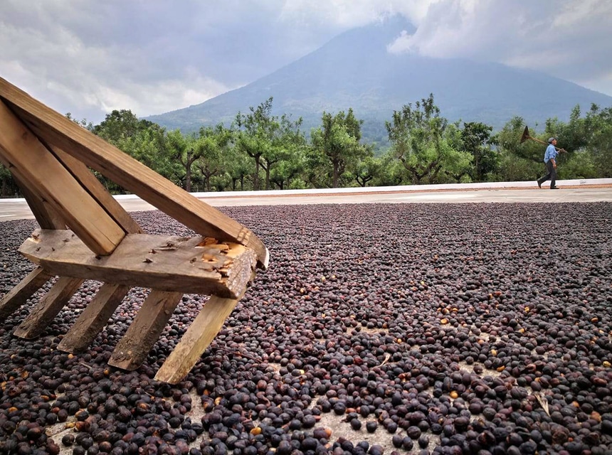 Washed vs. Natural Coffee Which One Tastes Better?