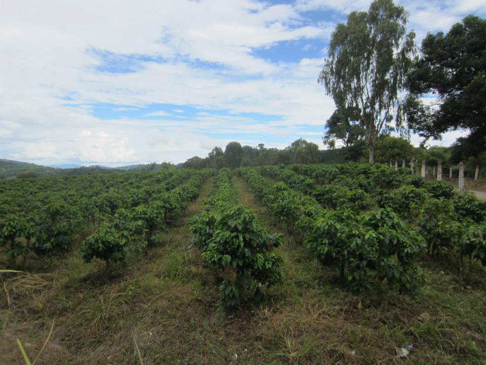 Jump Start® Espresso Blend Coffee Works®