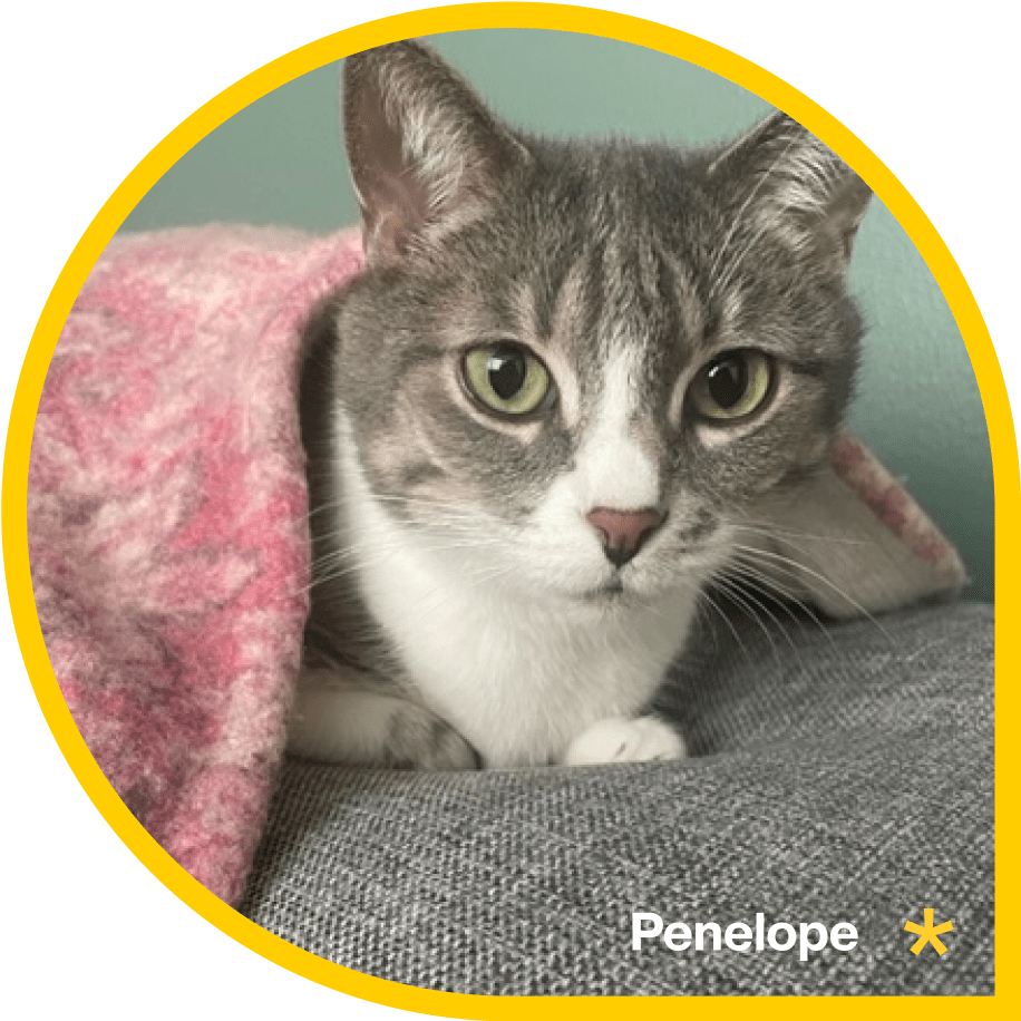 Research Analyst, Global Health Communications Cognition Studio