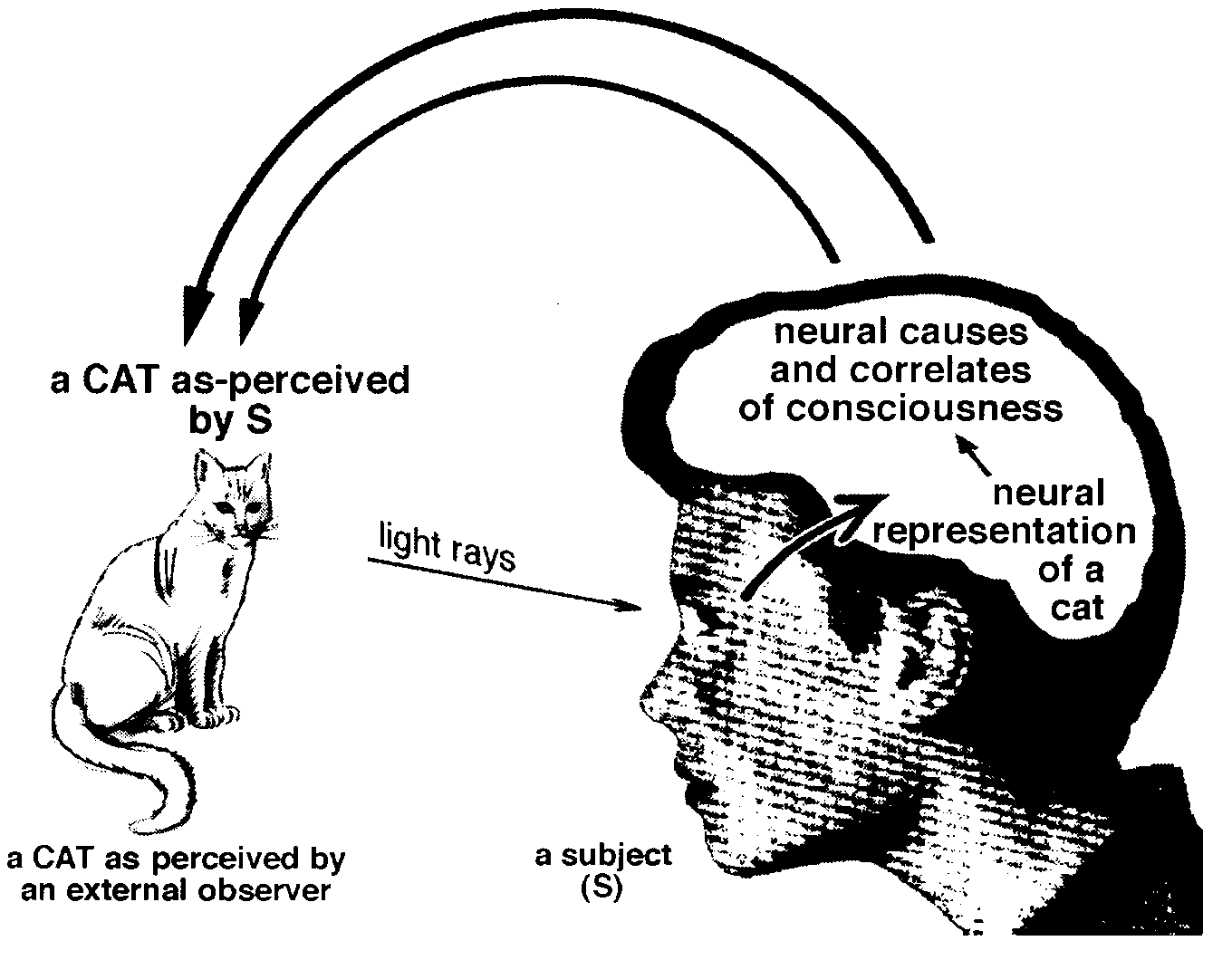What is the nature of consciousness