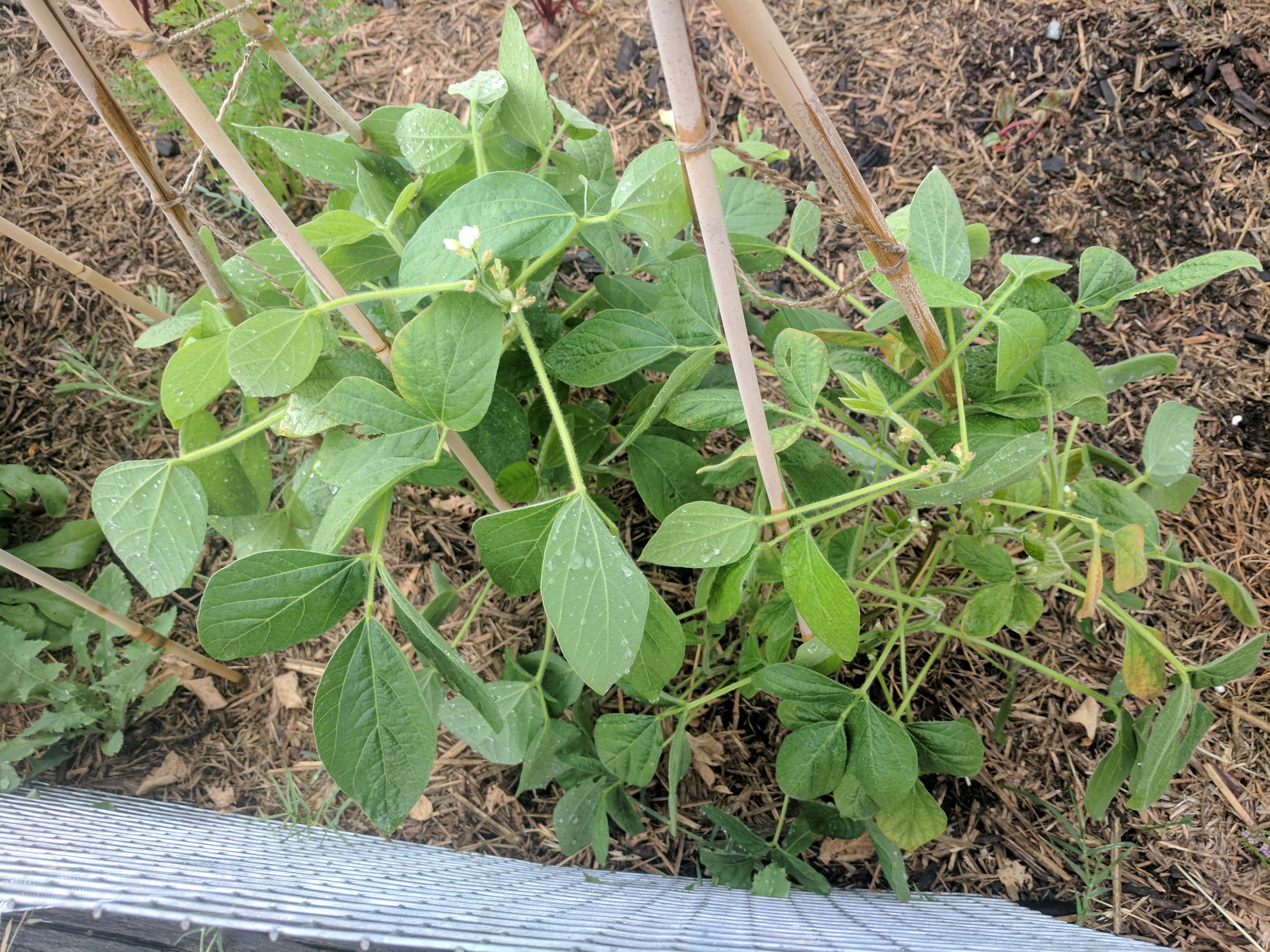 Growing Edamame (Soybeans) Canberra Organic Growers Society