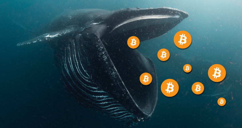 Over 150k Bitcoins Accumulated by Bitcoin Whales in 60 Days CoinCentral