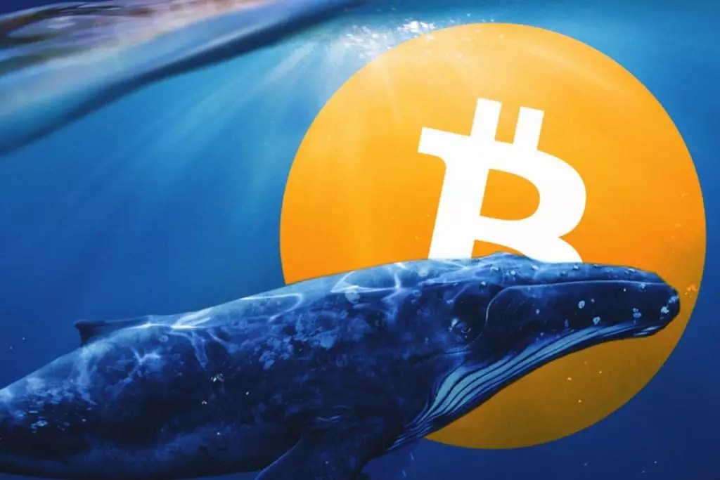 Crypto Whale Watching How to Catch Market Insights and Interpret Them