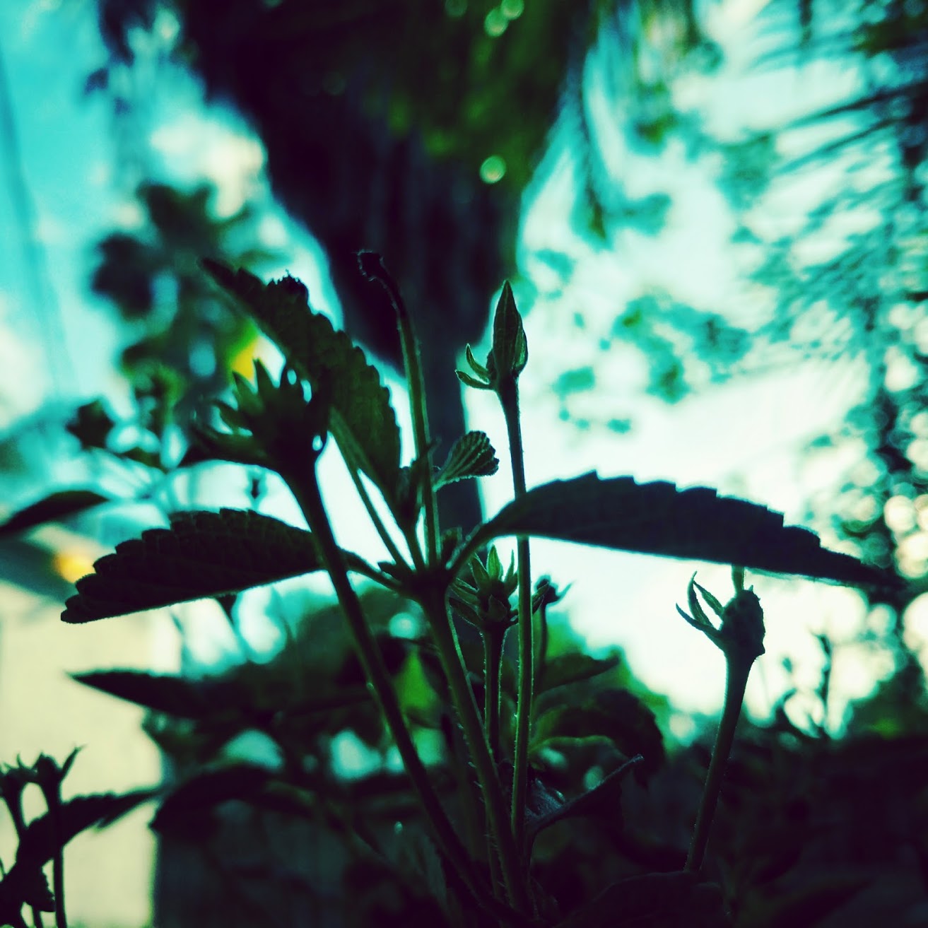 Coir An Eco Friendly Substitute to Use in Your Garden