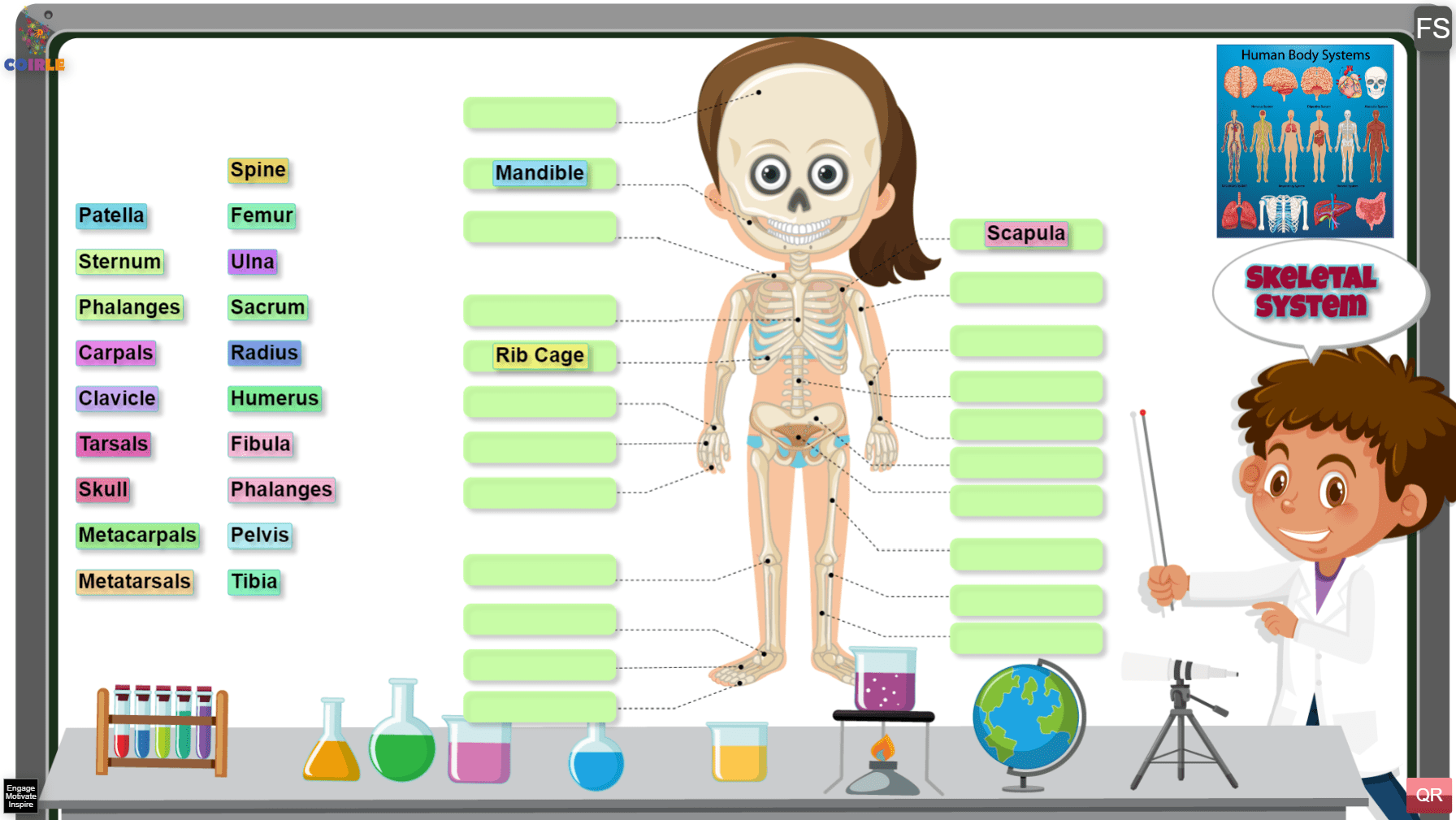 Skeletal System – coirle