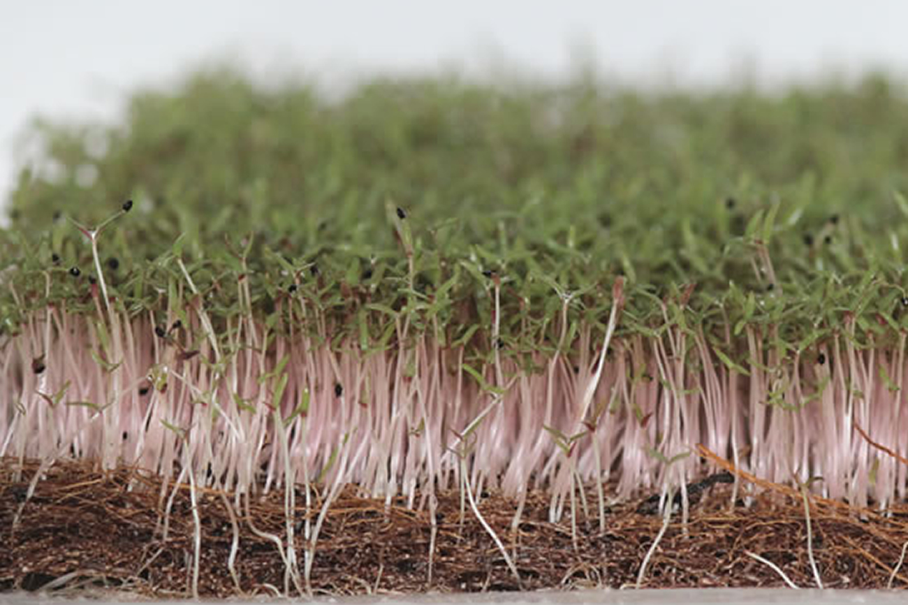 Microgreen Grow Mats CoirPlus Premier Coir Products