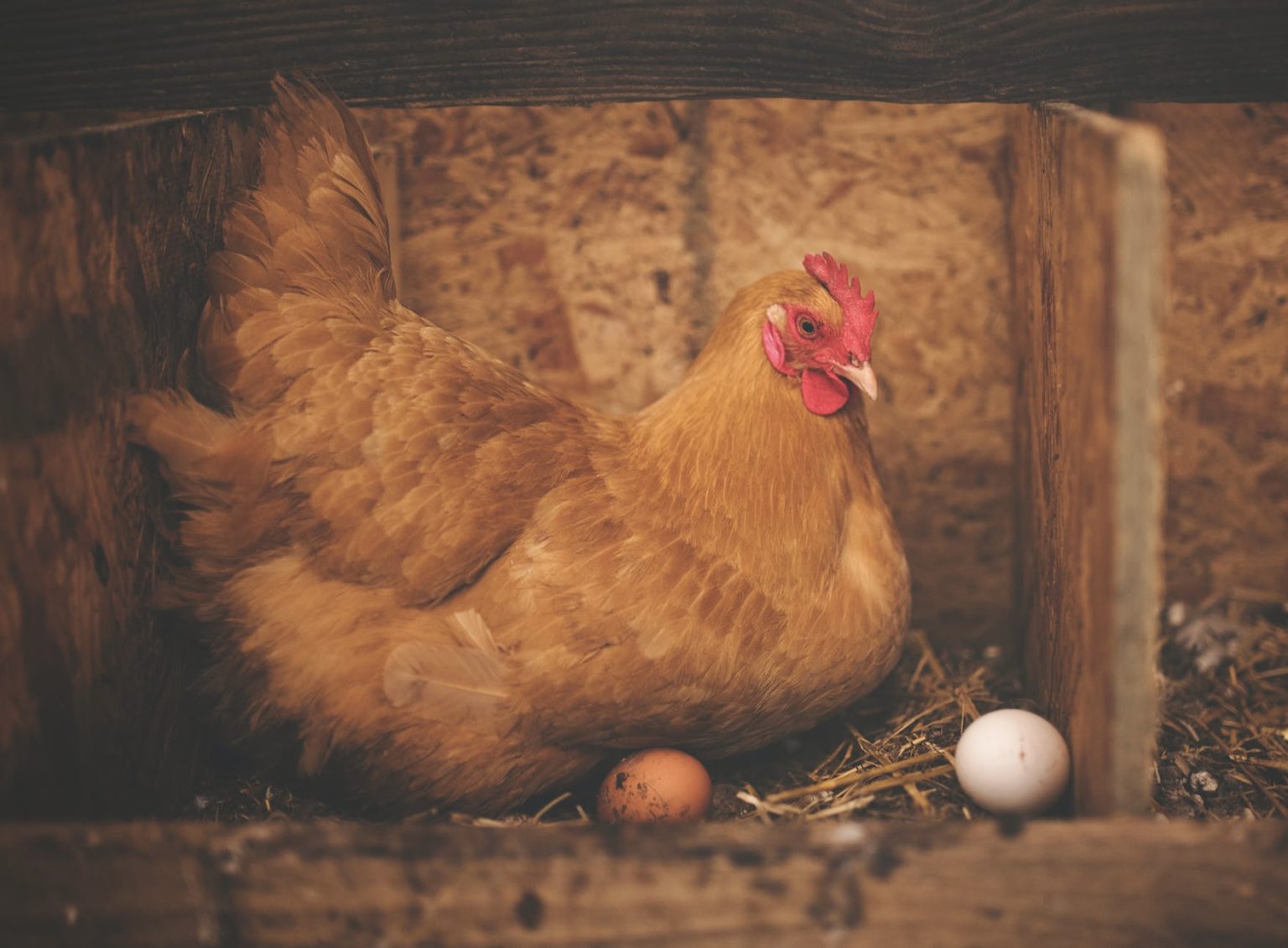 Why Did the Chicken Stop Laying the Egg? (Too Busy Crossing the Road