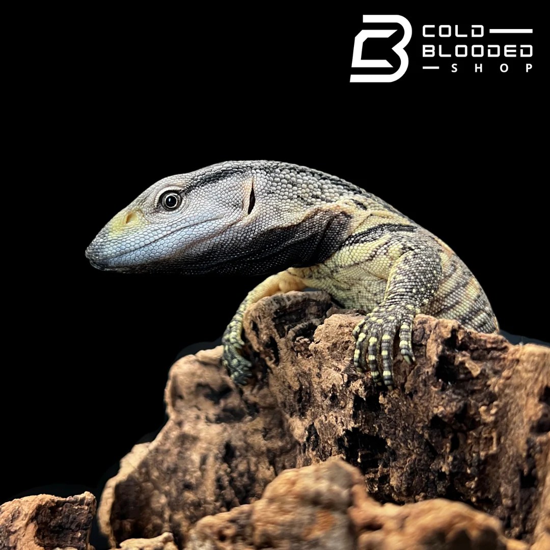 Baby Black Throat Monitors Varanus Albigularis Microstictus