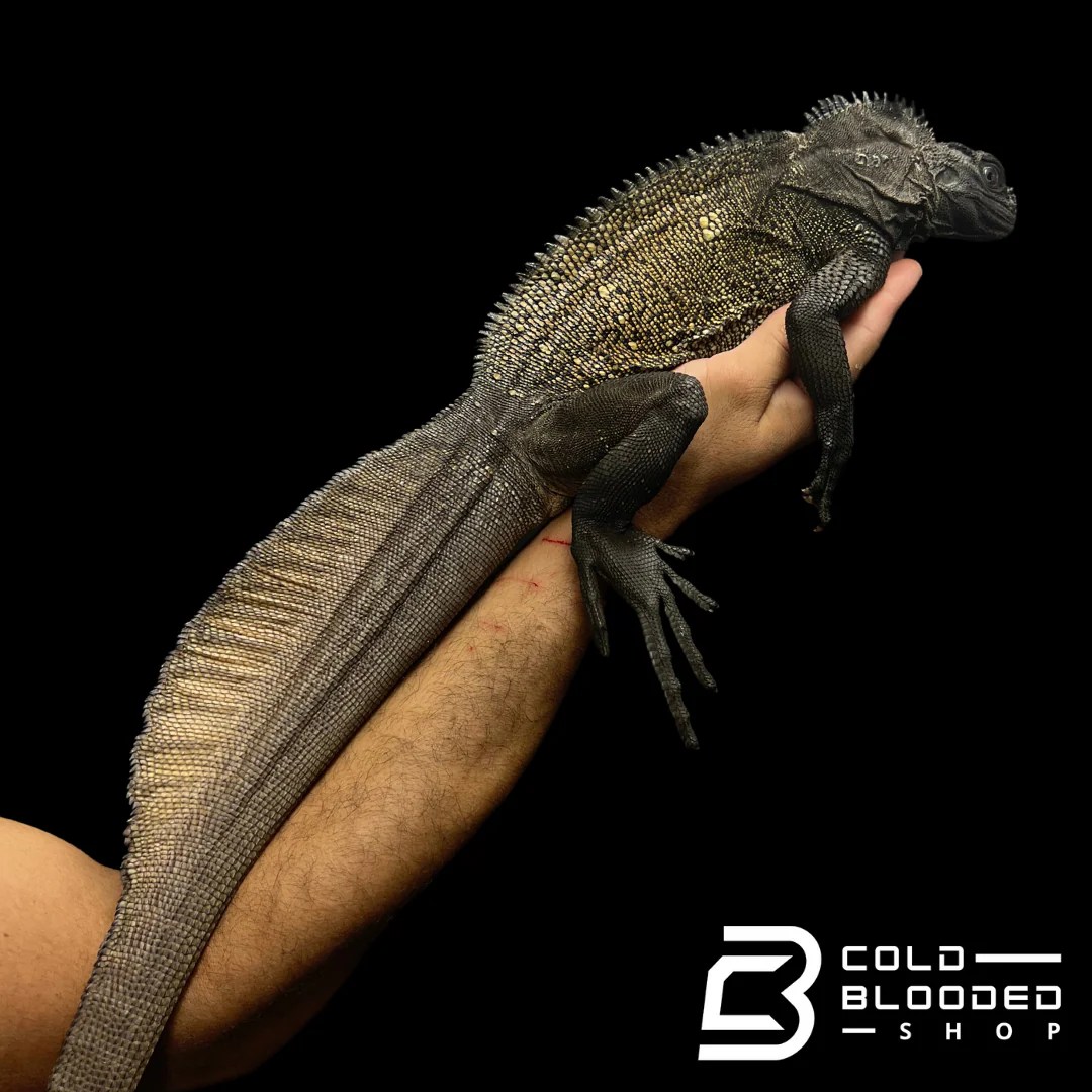 Adult Black Sailfin Dragon Lizard Hydrosaurus celebensis
