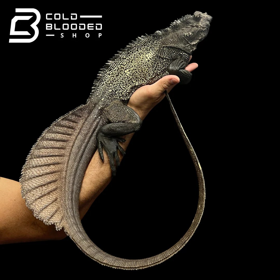 Adult Black Sailfin Dragon Lizard Hydrosaurus celebensis