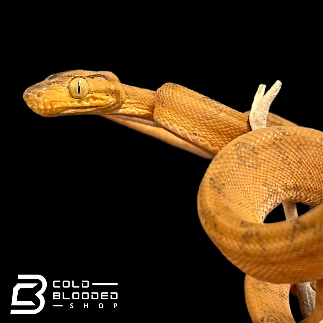 Orange Amazon Tree Boa Corallus hortulanus