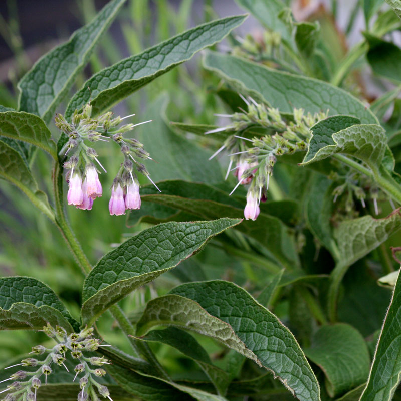 All About Comfrey Cold Comfrey Farm