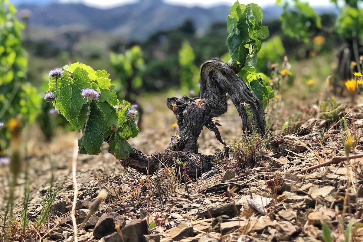 Introduce Your Palate to Wines Coldcraft Inc.