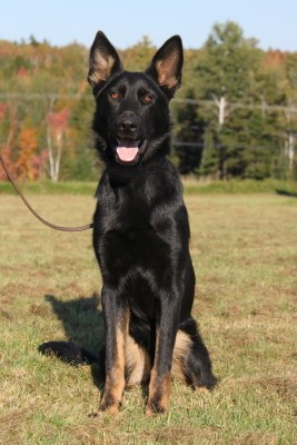 Autumn Von Narnia, Ipo1 ⋆ Coldwater German Shepherds Of North Carolina
