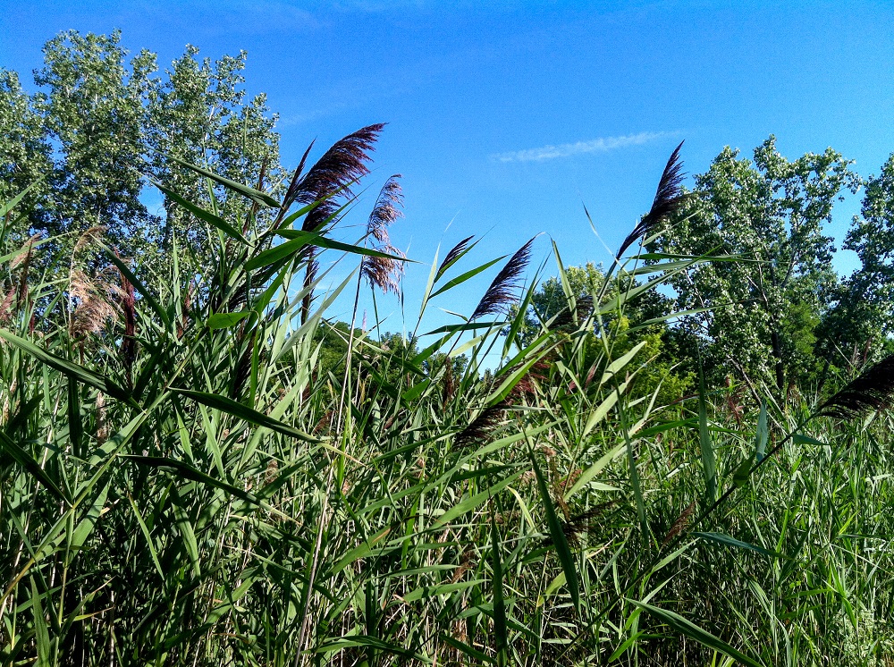 Lorain County Black River AOC Invasive Species Removal Grants