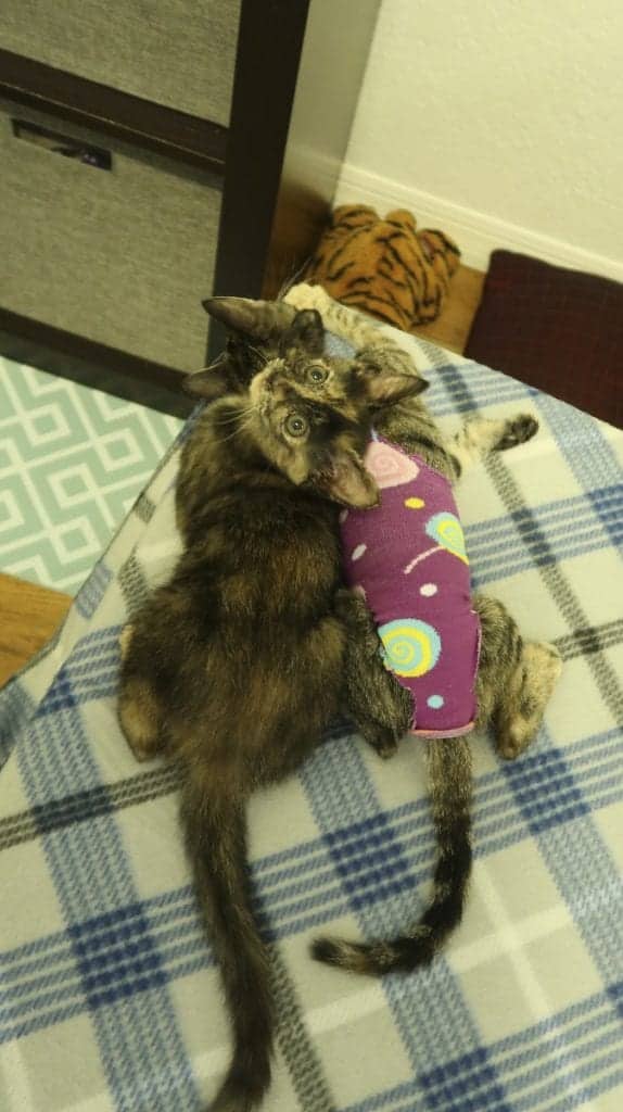 Kitten Sock Onesie DIY Craft For Your Furbabies After Spay/Neuter Day! Cole & Marmalade