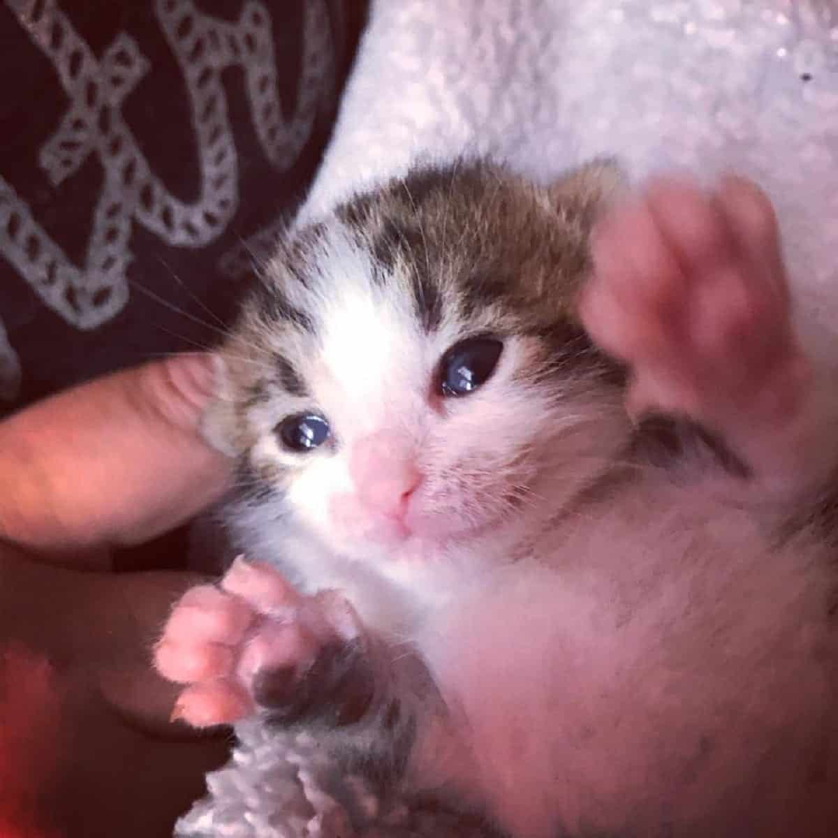 Newborn Kitten Saved After Found Abandoned And Covered In Maggots