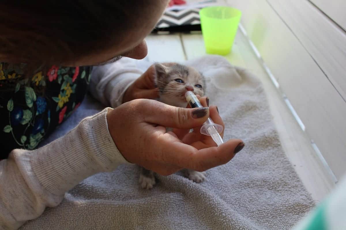 Kittens Loud Cries Lead Rescuers To Her Aid; Now She Won't