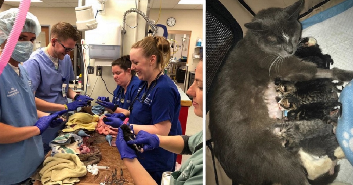 Senior Cat Dot Hit By Car; Breaks Pelvis & Surprises Rescuers With