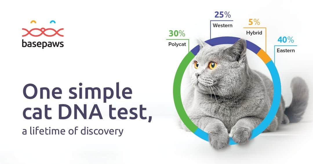 New DNA Test Just For Cats Can Unlock Your Feline's Breed History