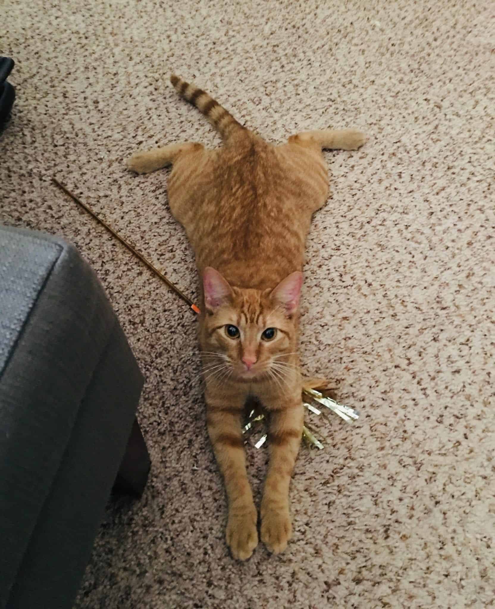 Does Your Cat Sploot? Here's Why Your Feline Likes Sitting Like A Frog