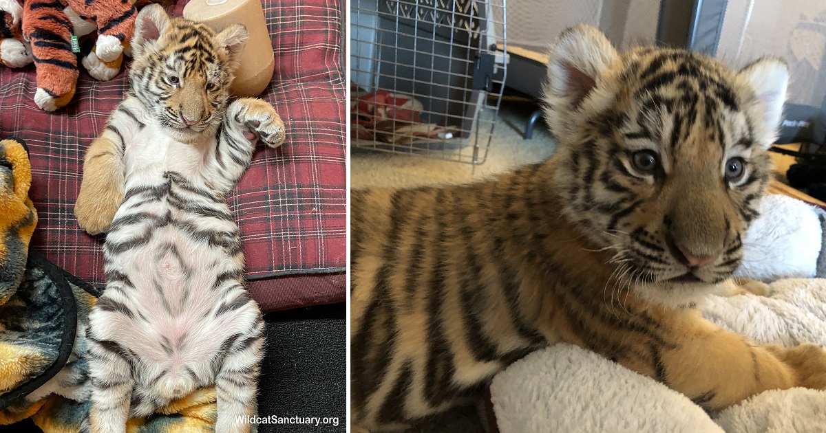 Tiger Cub Surprises Rescuers Saving Four Big Cats From An Indiana