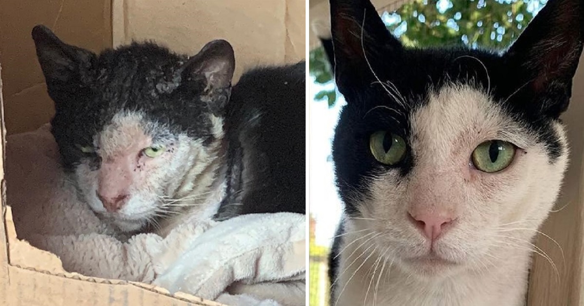 Scabies in Cats Contagious to Humans