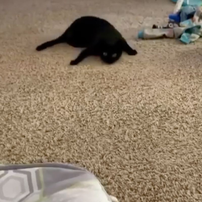Lucky the Ninja Kitty and Her Carpet Crawling Will Leave You Rolling