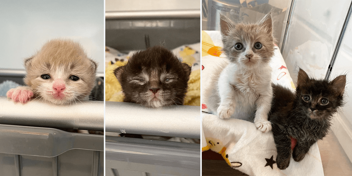 Flat Chested Kitten Syndrome Archives Cole & Marmalade