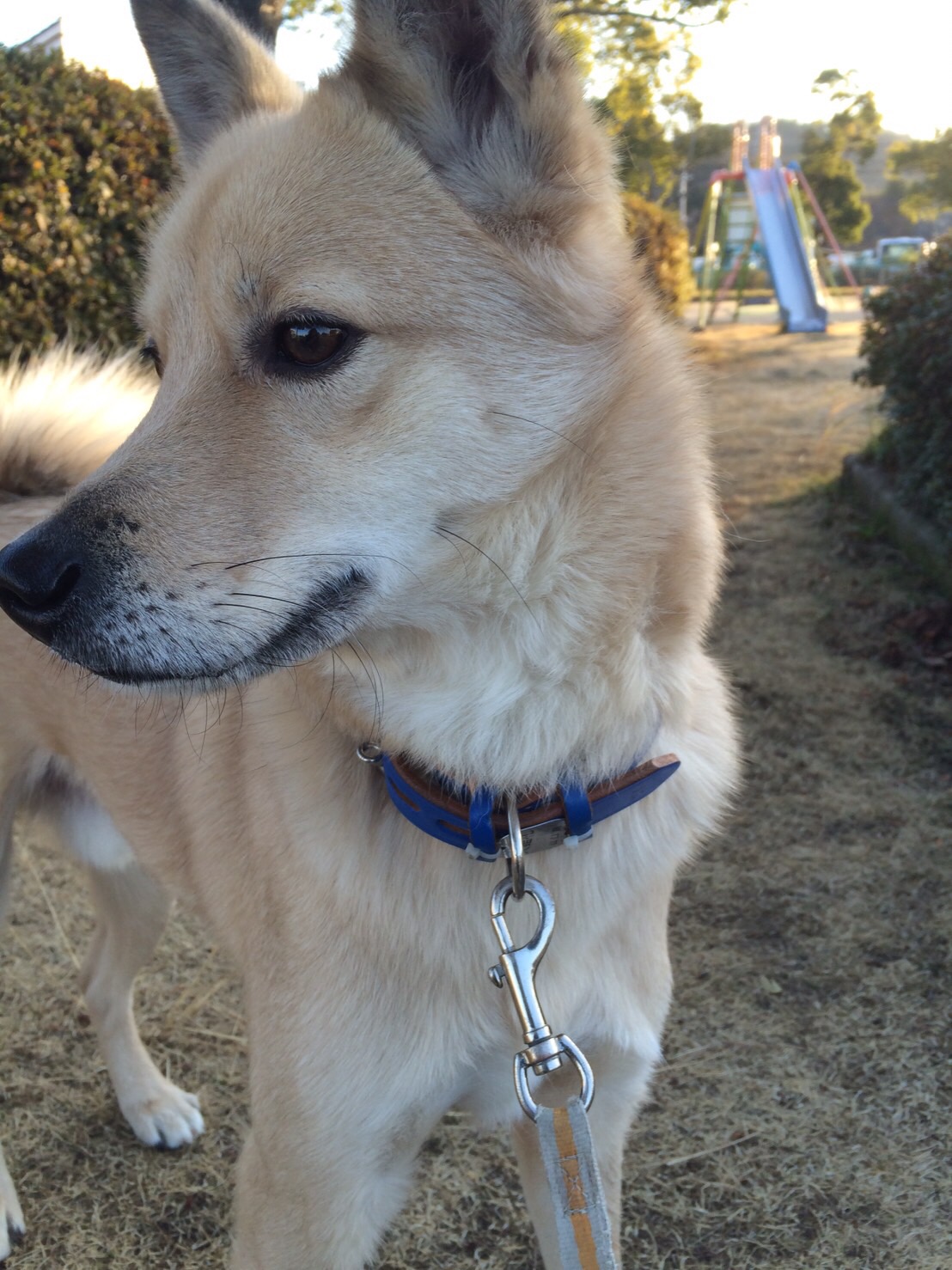 毛玉の会と野犬とわたし｜スタッフブログ｜COLe（コル）