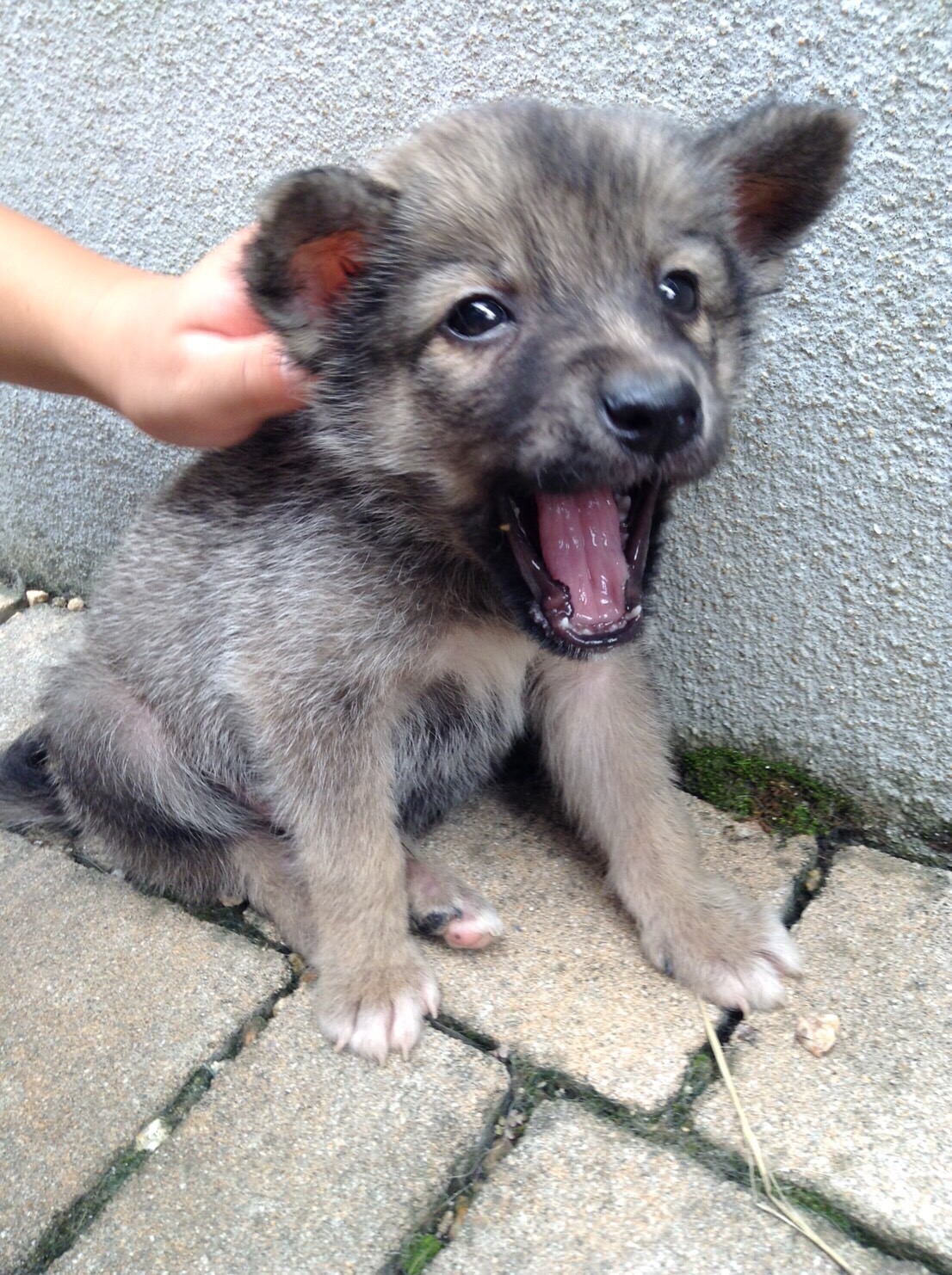 毛玉の会と野犬とわたし｜スタッフブログ｜COLe（コル）