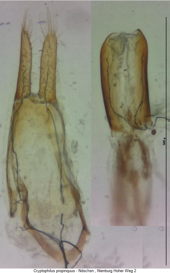 Cryptophilus Bestimmungstabelle