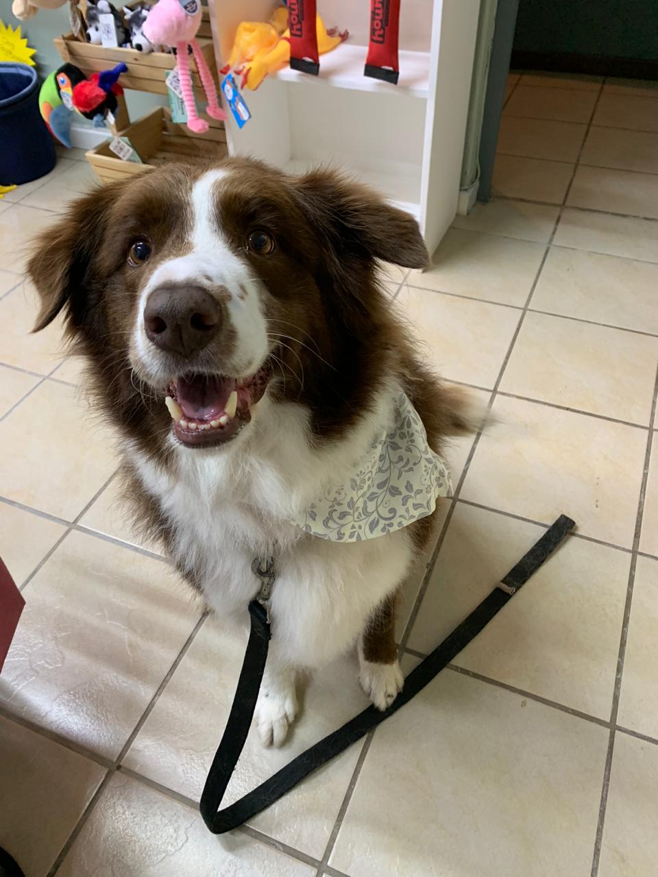 Ballito Dog Groomers Collar and Comb Contact Us