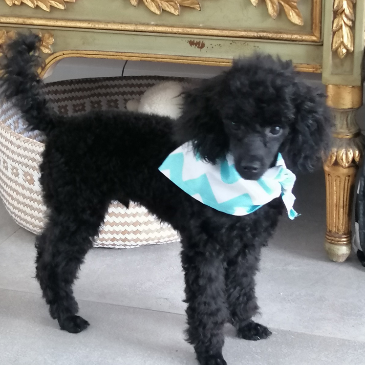 Ballito Dog Groomers Collar and Comb Contact Us