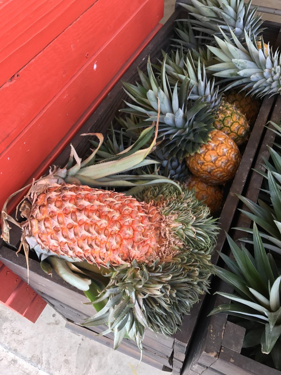 Discovering the Best Pineapple Cake in Taiwan Collecting EXP