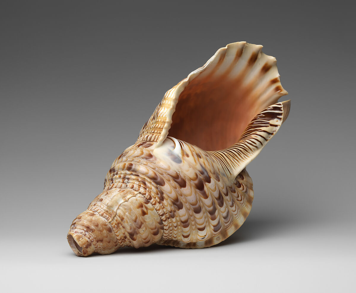Conch Shell Trumpet Melanesian The Metropolitan Museum of Art