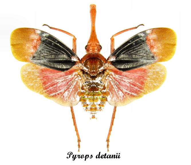 Pyrops detanii ( spread ) Insect collector's shop Collectionneur d