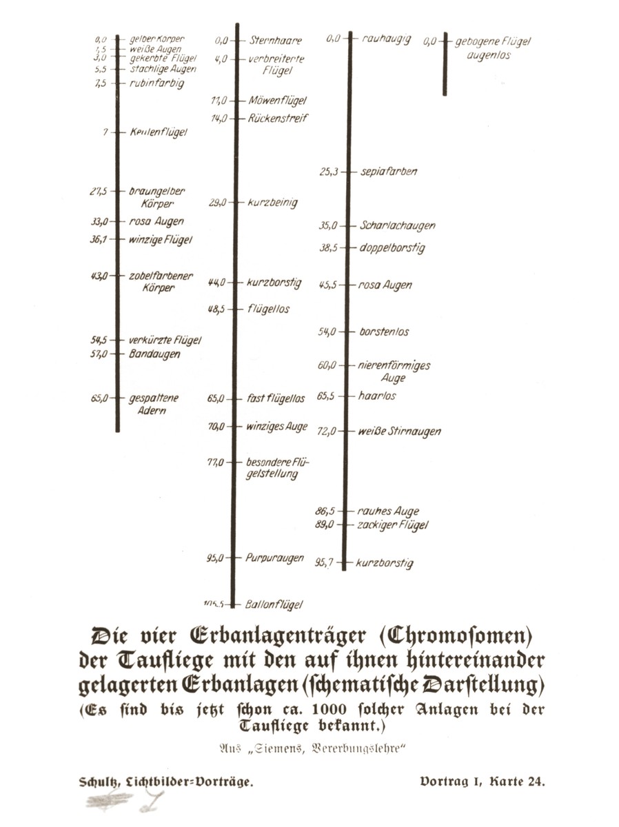 Schematic illustration of fruit fly chromosomes detailing the