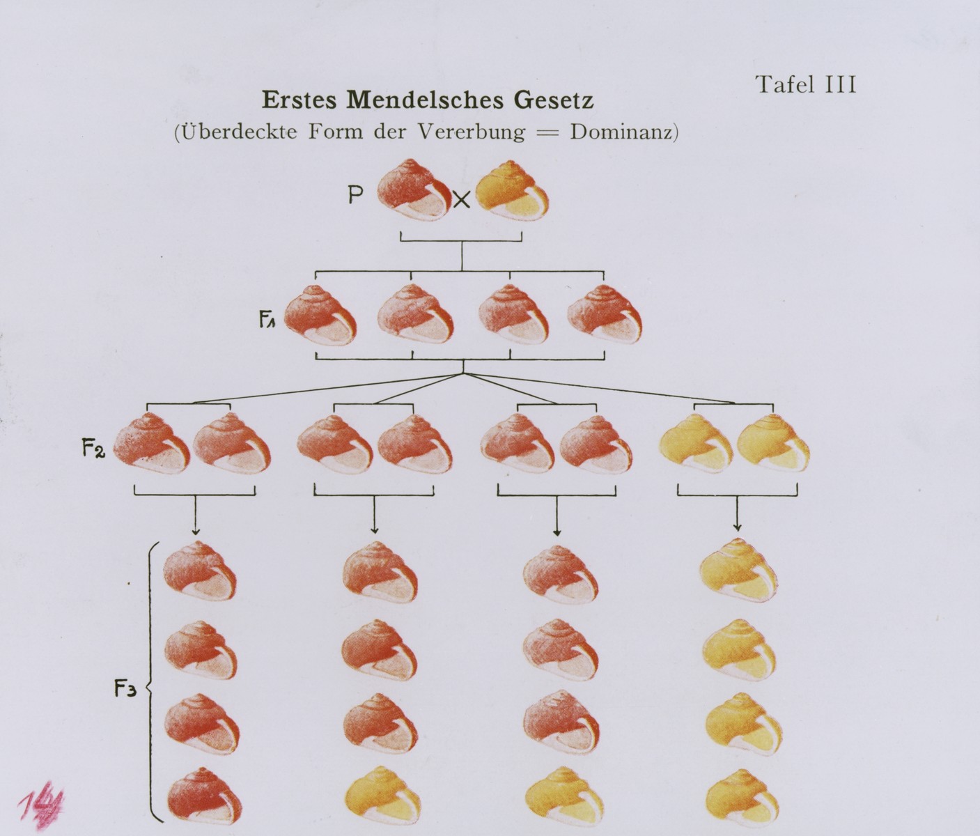 Chart illustrating the transmission of dominant traits