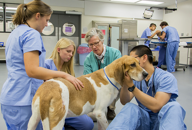 The 20 Best Veterinary Schools In USA For 2024 College US