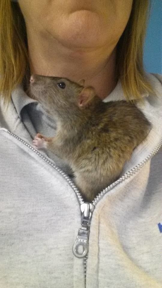 Training Rats, Fish, and Farm Animals in NH, ME & VT (603) 3694738