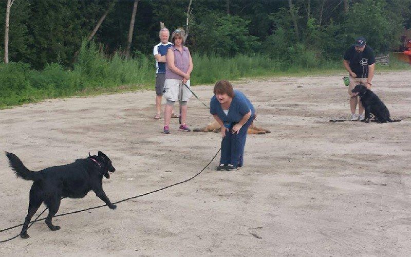 Online Obedience Training in NH (603) 3694738 College for Pets