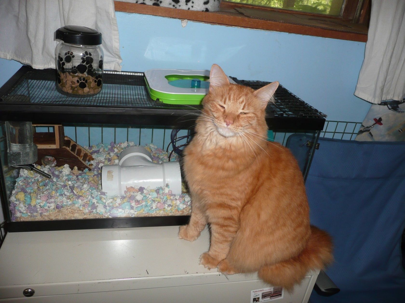 Cat Training in NH, ME & VT (603) 3694738 College for Pets