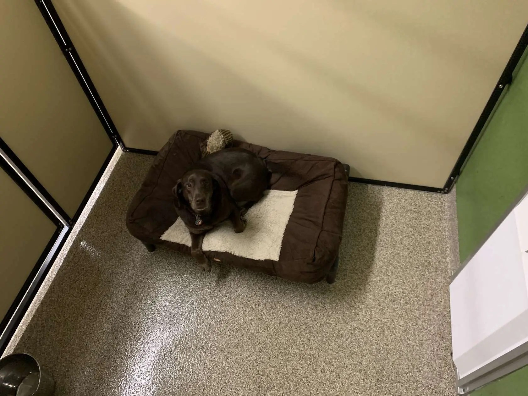 Pet Boarding College for Pets NH, ME, & VT (603) 5364219