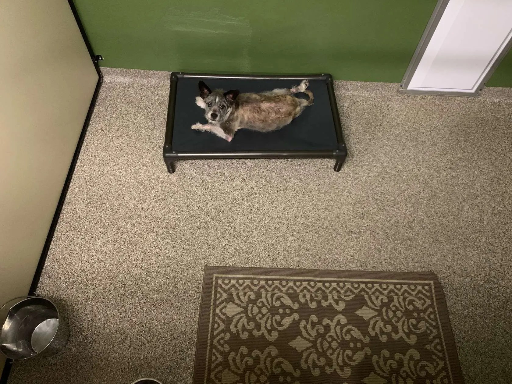 Pet Boarding College for Pets NH, ME, & VT (603) 5364219