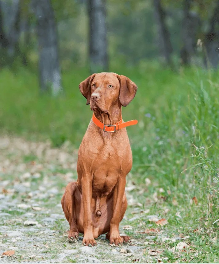Training Your Dog to Go to a Spot College for Pets