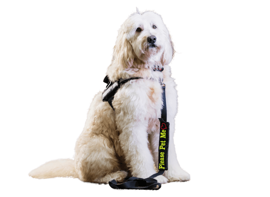 NH Dog Training (603) 5364219