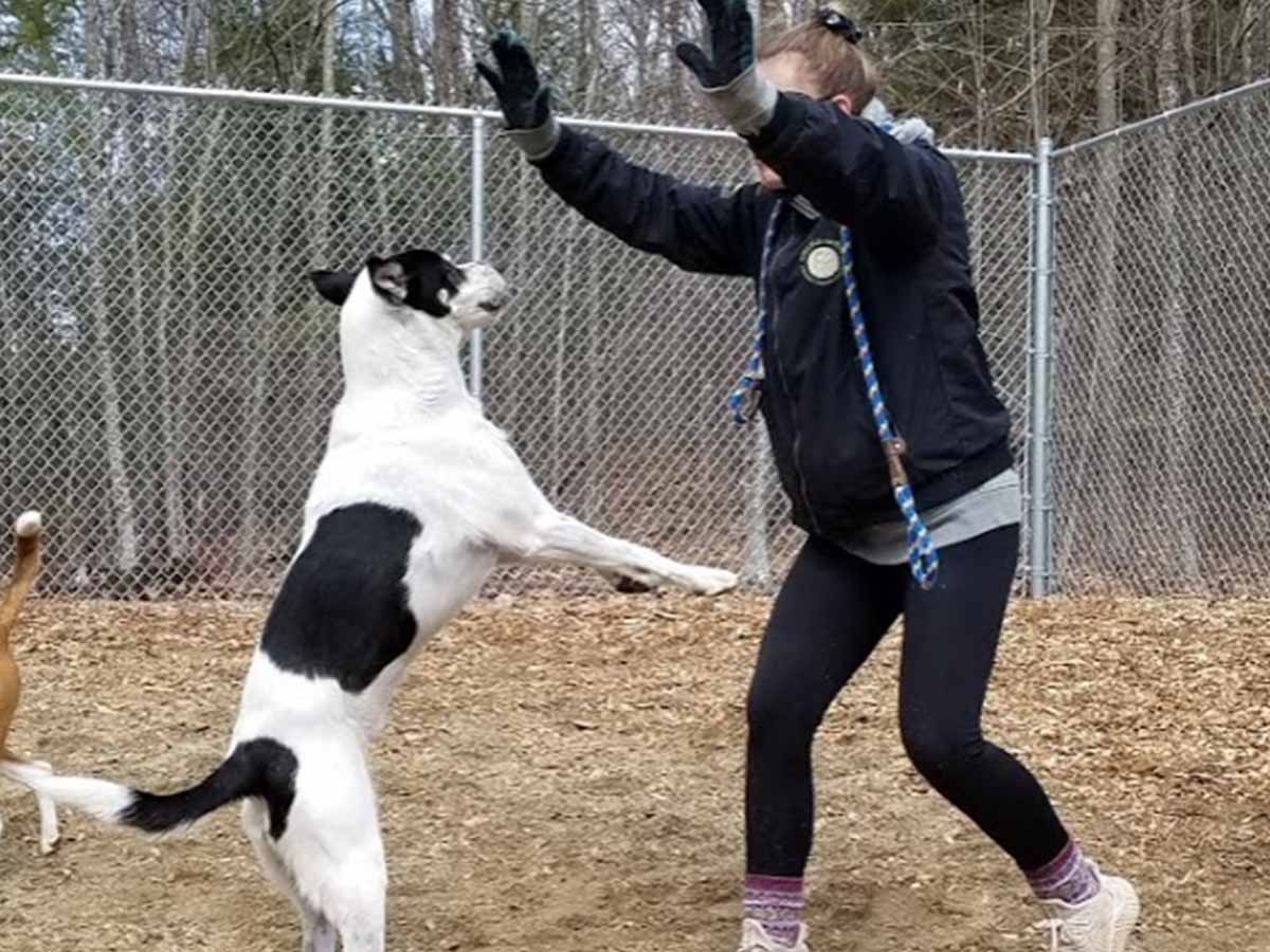 NH Dog Board and Train College for Pets